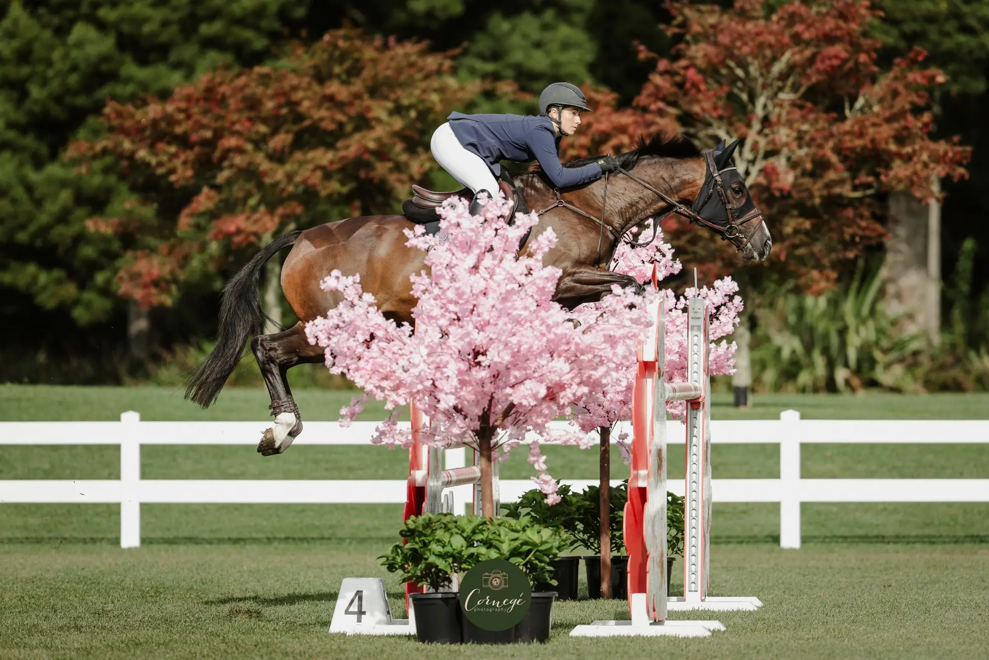 A horse and rider clearing a fence dressed with pink blossom trees on a grass arena